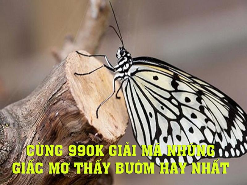 Giải mã những giấc mơ thấy bướm cùng chuyên gia 99OK